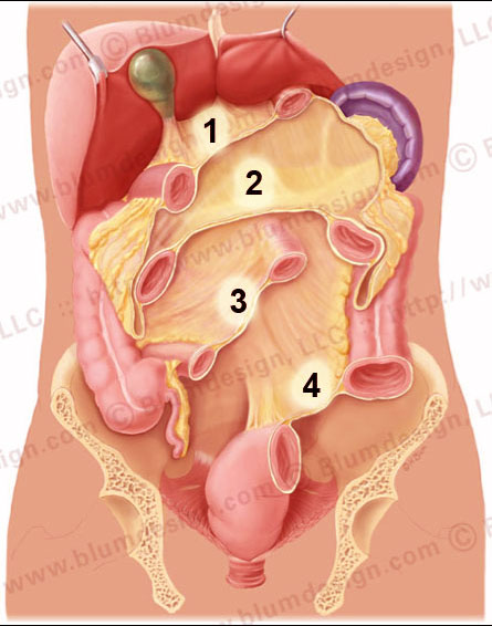 The lesser omentum (1), transverse mesocolon (2), small bowel mesentery (3) and the sigmoid mesentery (4)