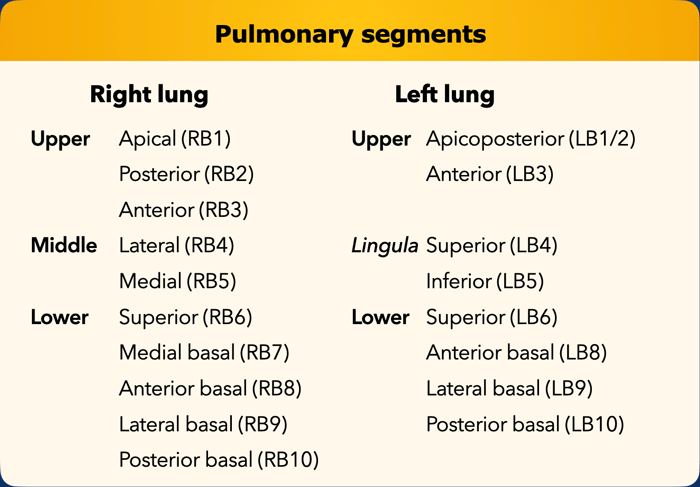 List of all pulmonary segments. In brackets the numeration according to the Boyden classification, which is often used by surgeons and pulmonologists. Note that segment 7 is omitted on the left side.